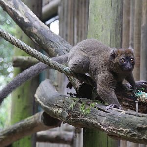 Greater Bamboo Lemur (Prolemur simus)
