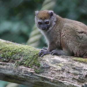 Lesser Bamboo Lemur (Hapalemur griseus griseus)