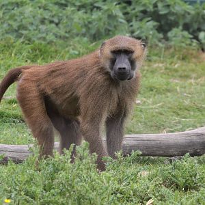 Guinea Baboon (Papio papio)