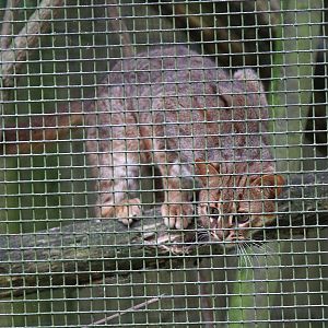 Sri Lankan Rusty Spotted Cat (Prionailurus rubriginosus philipsi)