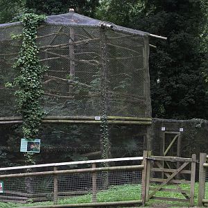 Rusty Spotted Cat enclosure - one of few at park