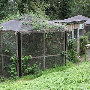 Black-footed Cats enclosure