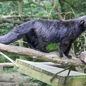 Binturong (Arctictis binturong)