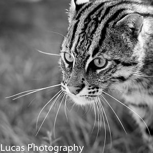 Fishing Cat