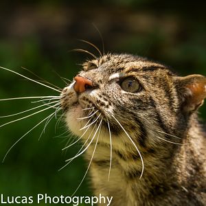 Fishing Cat