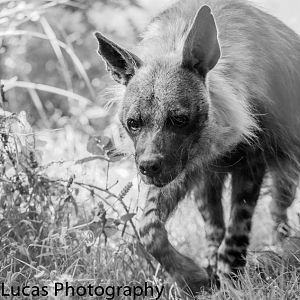 Off-Show Male Brown Hyena