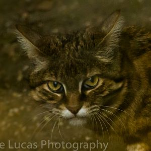 Male Black Footed Cat