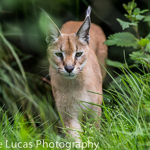 Caracal