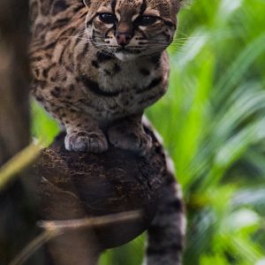 Margay