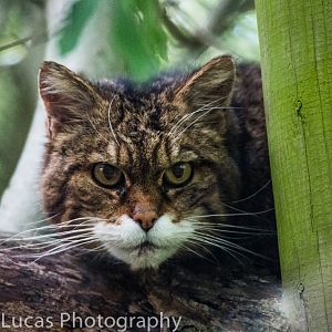 Off-Show Scottish Wild Cat