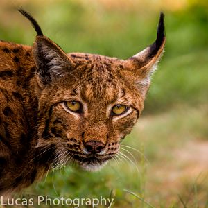 Carpathian Lynx