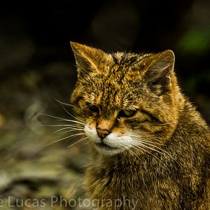 Scottish Wildcat