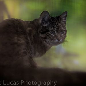 Male Black Footed-Cat
