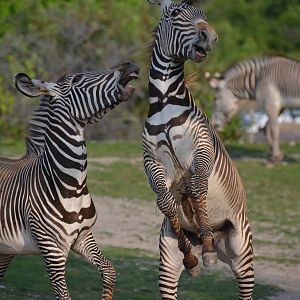 Luke and Leia Play time