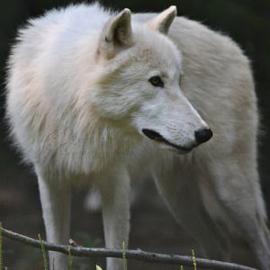 Arctic Wolf