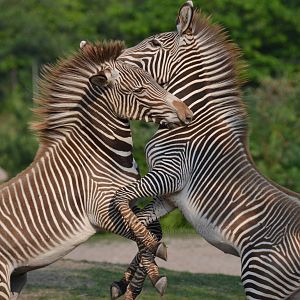 Luke and Leia being silly
