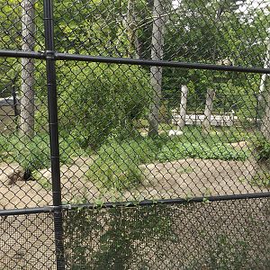 Wolf Exhibit