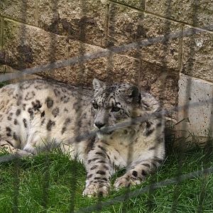 Michu the Snow Leopard