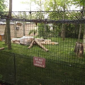 Cougar Exhibit - Renovated in Spring 2014