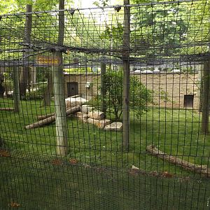 Cougar Exhibit