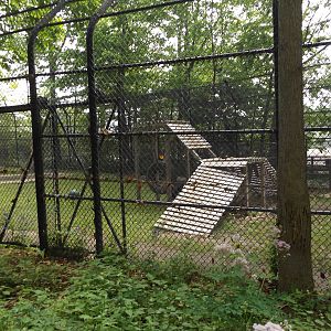 Asiatic Black Bear Exhibit