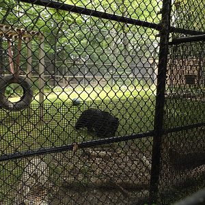 Asiatic Black Bear and Exhibit