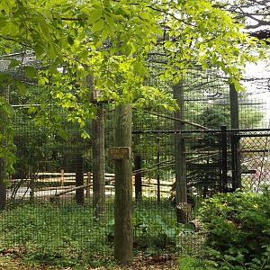 Bald Eagle Exhibit