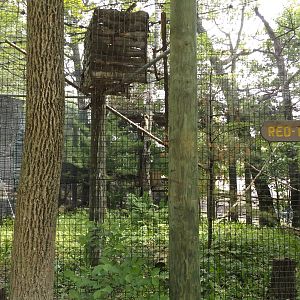 Red-tailed Hawk Exhibit