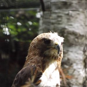 Red-talied Hawk
