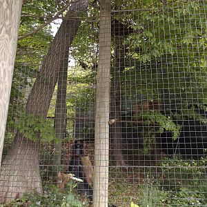 Great Horned Owl Exhibit