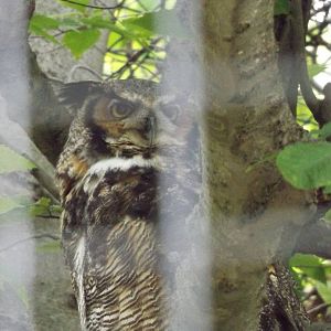 Great Horned Owl