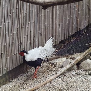 Pheasantry - Silver Pheasant