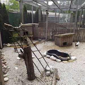 Pheasantry - Silver Pheasant Exhibit