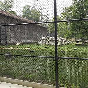 Dall Sheep, Geese, and Turkey Exhibit