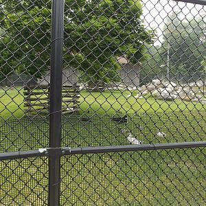 Dall Sheep, Geese, and Turkey Exhibit