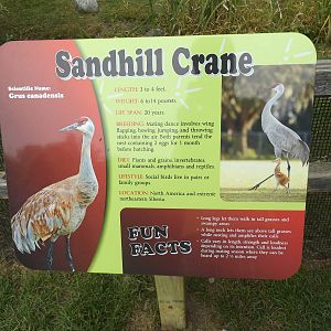 Sandhill Crane Info Sign