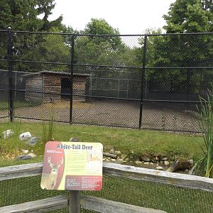 White- tailed Deer Exhibit and Info Sign