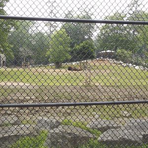 American Bison Exhibit