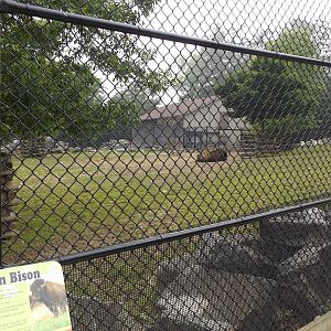 American Bison Exhibit and Info Sign