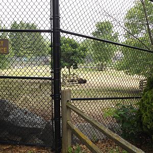 American Bison Exhibit