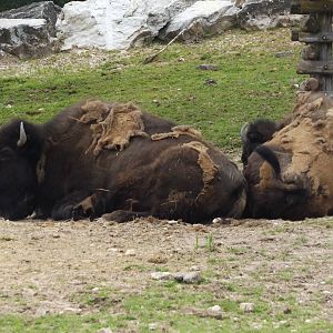 American Bison
