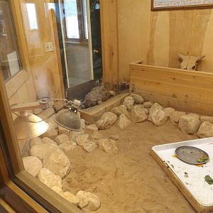 Ed. and Animal Care Building - African Spurred Tortoise Exhibit