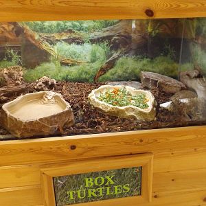 Ed. and Animal Care Building - Box Turtles  Exhibit