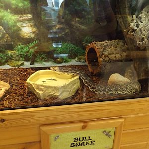 Ed. and Animal Care Building - Bull Snake Exhibit