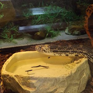 Ed. and Animal Care Building - Bull Snake