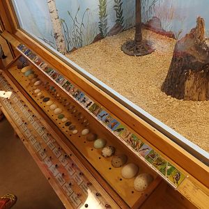Ed. and Animal Care Building - Bird Egg Diorama