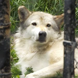 The other Timber Wolf