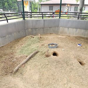 Prairie Dog Exhibit