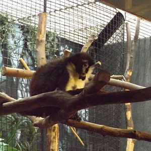 Diana Monkey