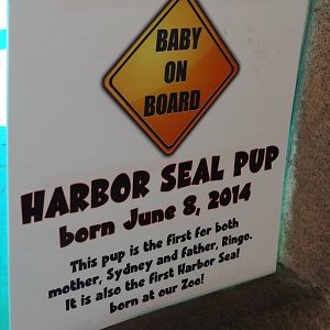Baby Harbor Seal Sign